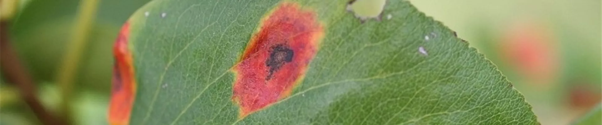 birnengitterrost1-800x600.jpg birnengitterrost1-800x600.jpg