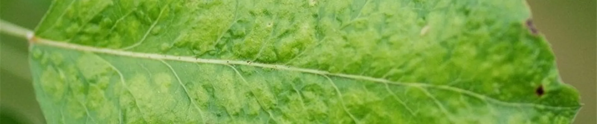 birnenpockenmilbe1-800x600.jpg birnenpockenmilbe1-800x600.jpg