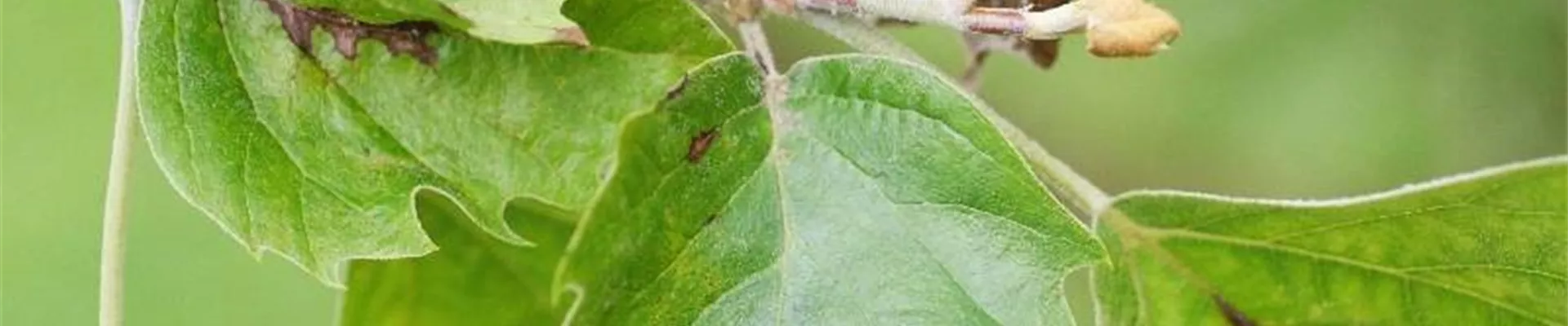platanus_blattbraeune1-800x600.jpg platanus_blattbraeune1-800x600.jpg