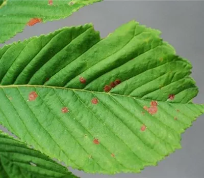 Blattbräune an Rosskastanien Blattbräune an Rosskastanien