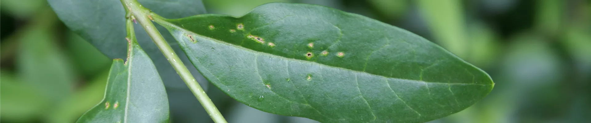 ligustrumwanzeschadbild1.jpg ligustrumwanzeschadbild1.jpg