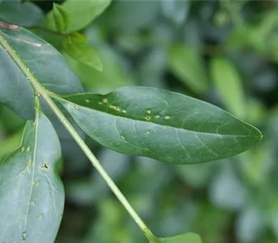 Blattdeformationen an Gehölzen durch Wanzenbefall Blattdeformationen an Gehölzen durch Wanzenbefall