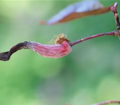 Blattfall und Triebdeformation bei Kirschpflaumen Blattfall und Triebdeformation bei Kirschpflaumen
