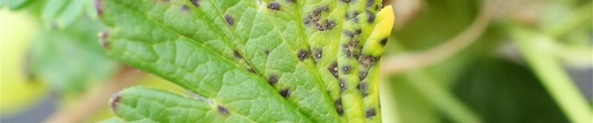 stachelbeereblattfallkrankheit1-800x600.jpg stachelbeereblattfallkrankheit1-800x600.jpg