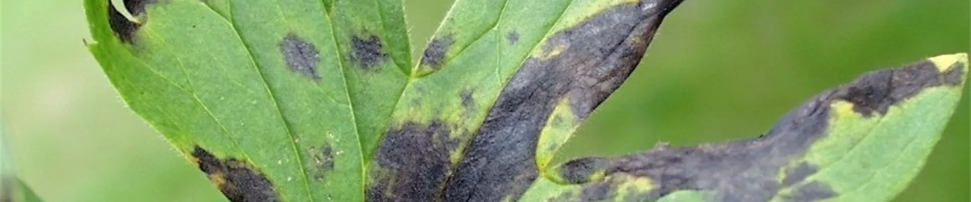 delphiniumblattflecken1-800x600.jpg delphiniumblattflecken1-800x600.jpg