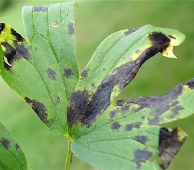 Blattflecken Blattflecken