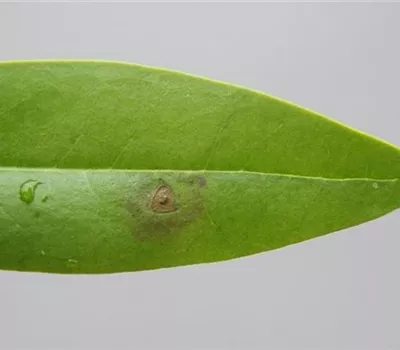 Blattflecken an Liguster Blattflecken an Liguster