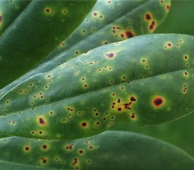 Blattflecken an Rhododendron Blattflecken an Rhododendron