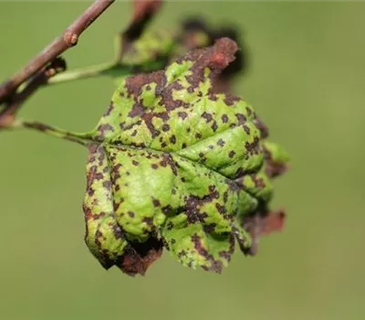 Blattflecken an Rotdorn Blattflecken an Rotdorn