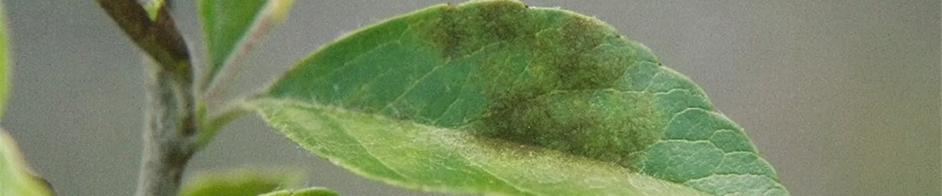 pyracanthaschorfblatt1-800x600.jpg pyracanthaschorfblatt1-800x600.jpg