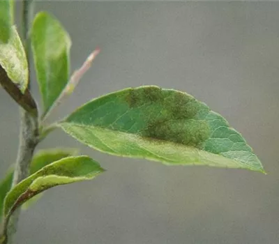 Blattflecken und Vergilbungen Blattflecken und Vergilbungen