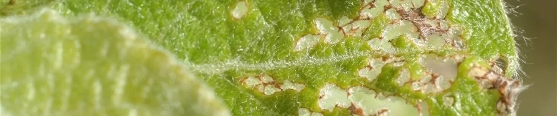 salixblattkflohschadbild2-800x600.jpg salixblattkflohschadbild2-800x600.jpg