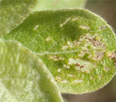 Blattkäfer an Gehölzen Blattkäfer an Gehölzen