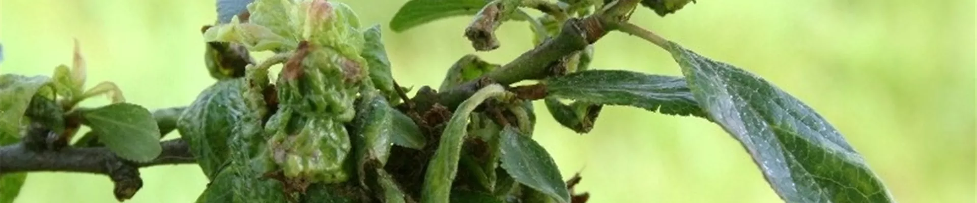 mirabelleblattlaus1-800x600.jpg mirabelleblattlaus1-800x600.jpg