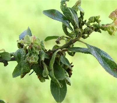 Blattläuse an Pflaumen und Zwetschen Blattläuse an Pflaumen und Zwetschen
