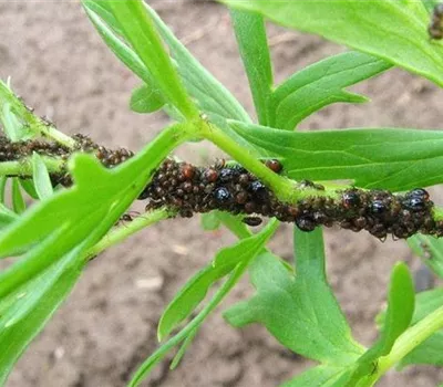 Blattläuse an Stauden und Sommerblumen
