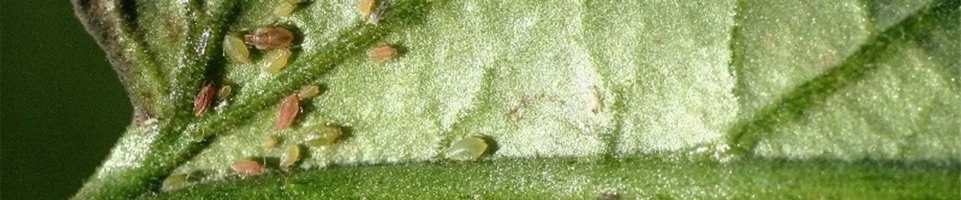 tomateblattlaus1-800x600.jpg
