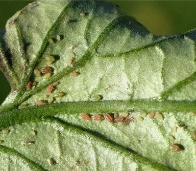 Blattläuse an Tomaten