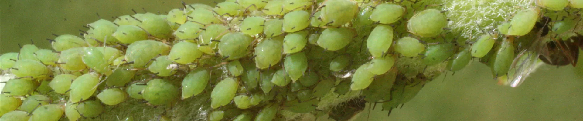 apfel gruene apfelblattlaus 2 23.06.10.jpg apfel gruene apfelblattlaus 2 23.06.10.jpg