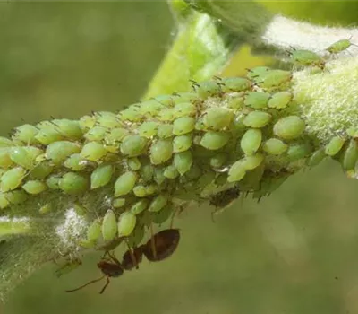 Blattläuse an Äpfeln Blattläuse an Äpfeln