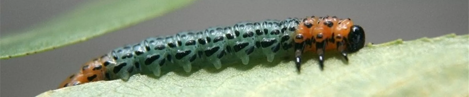 salixblattwespelarve2-800x600.jpg