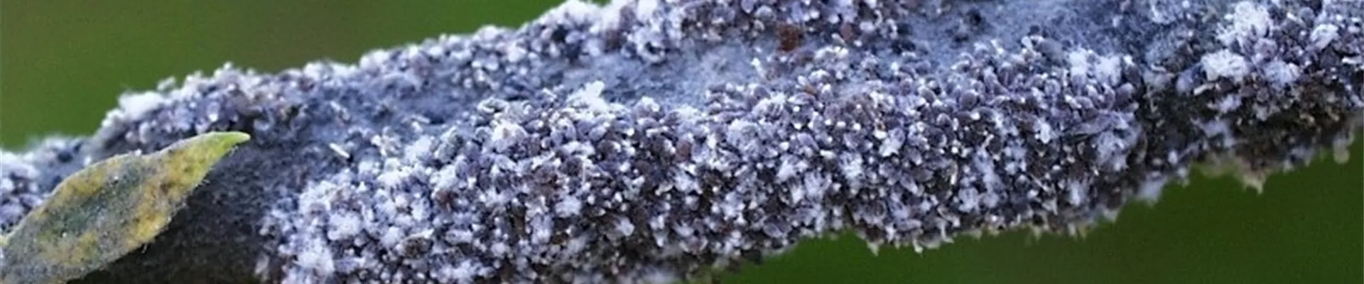 apfelblutlaus2-800x600.jpg apfelblutlaus2-800x600.jpg