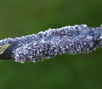 Blutlaus an Äpfeln Blutlaus an Äpfeln