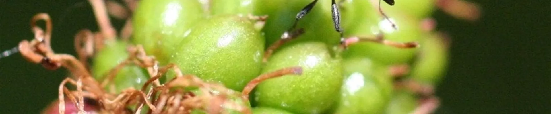 brombeerebuetenstecherkaefer1-800x600.jpg brombeerebuetenstecherkaefer1-800x600.jpg