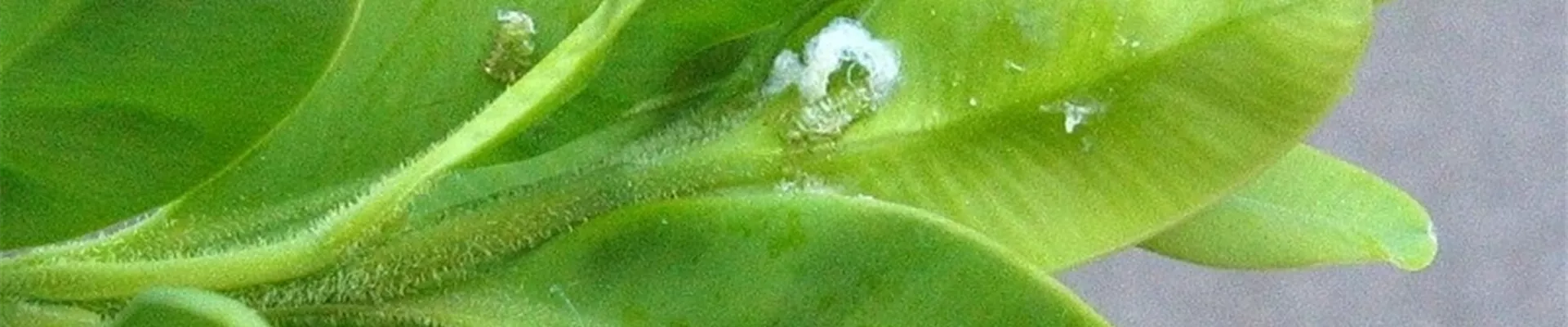 buxusblatfloh1-800x600.jpg