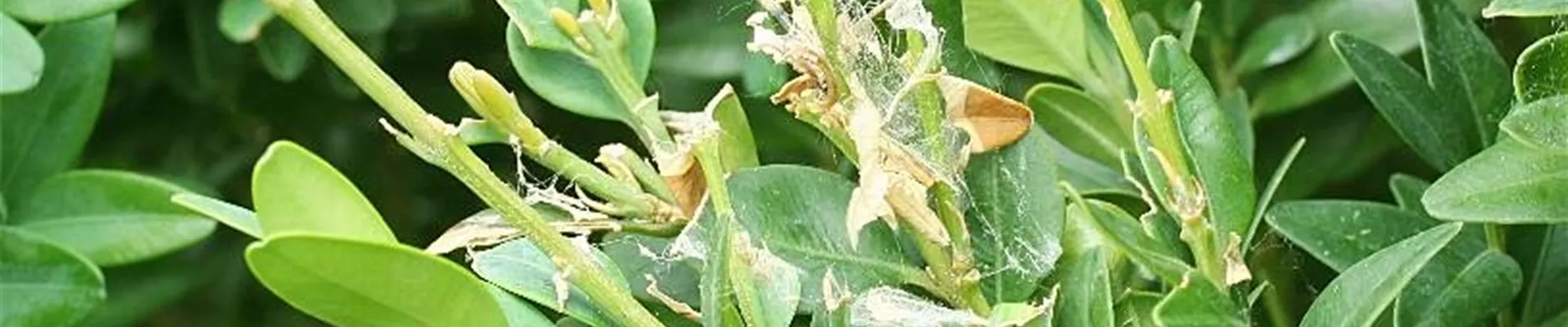 buxus_zuensler_ schadbild1-800x600.jpg