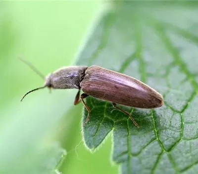 Drahtwürmer an Salat und Gemüse