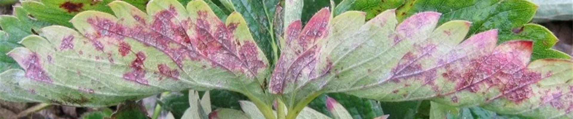 erdbeeremehltau1-800x600.jpg erdbeeremehltau1-800x600.jpg