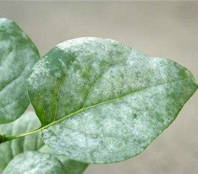 Echter Mehltau an Flieder