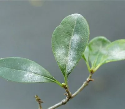 Echter Mehltau an Liguster