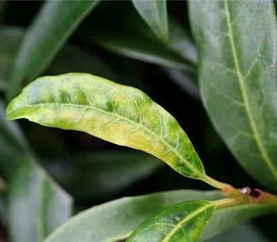 Echter Mehltau an Lorbeerkirschen