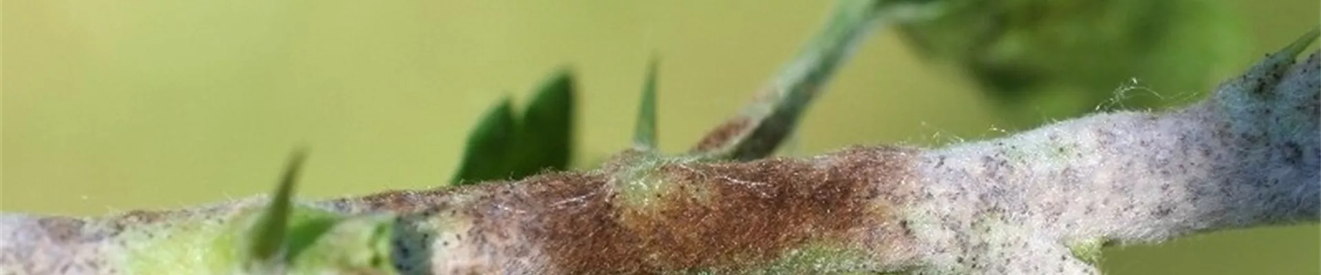 stachelbeeremehltautrieb1-800x600.jpg stachelbeeremehltautrieb1-800x600.jpg