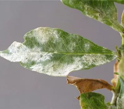 Echter Mehltau an Stauden