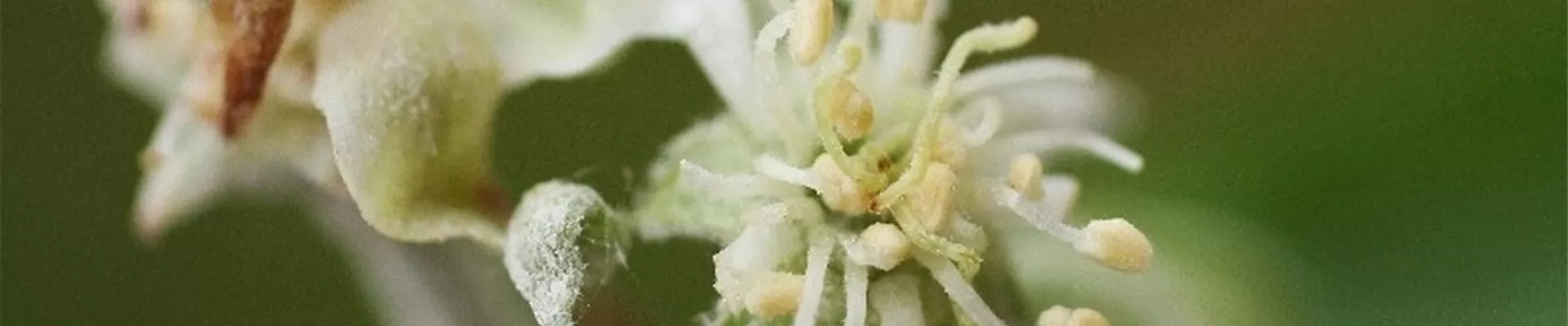 apfelmehltaubluete1-800x600.jpg apfelmehltaubluete1-800x600.jpg