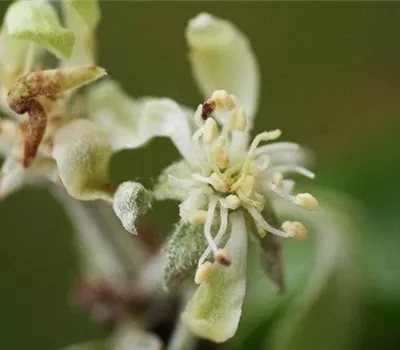 Echter Mehltau an Äpfeln Echter Mehltau an Äpfeln