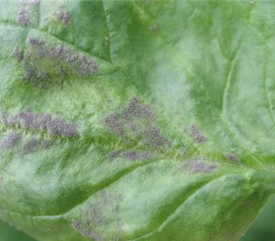 Falscher Mehltau an Spinat und Mangold