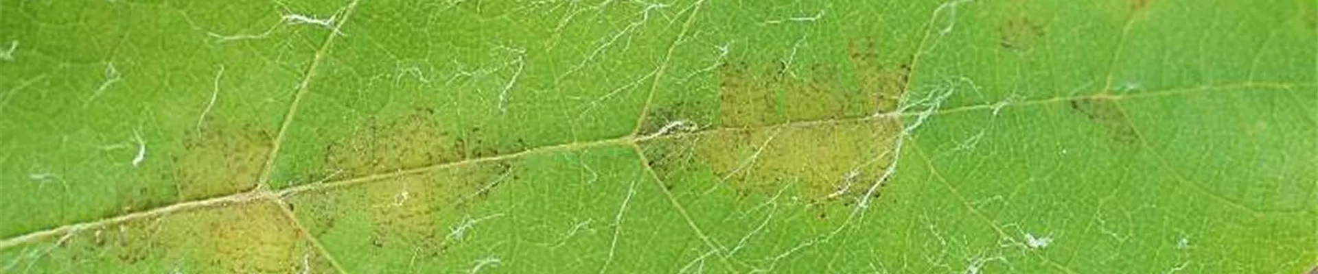 wein_falscher_ mehltau2-800x600.jpg