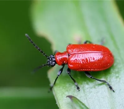 Fraßschäden an Stauden und Sommerblumen