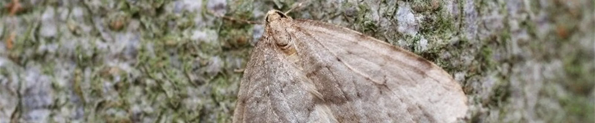 frostspanneradult1-800x600.jpg frostspanneradult1-800x600.jpg