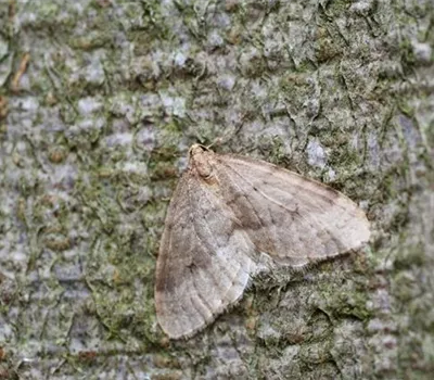 Frostspanner an Birnen Frostspanner an Birnen