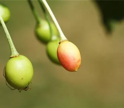 Fruchtfall oder Röteln an Kirschen Fruchtfall oder Röteln an Kirschen