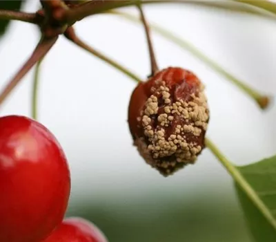 Fruchtfäulen an Kirschen Fruchtfäulen an Kirschen