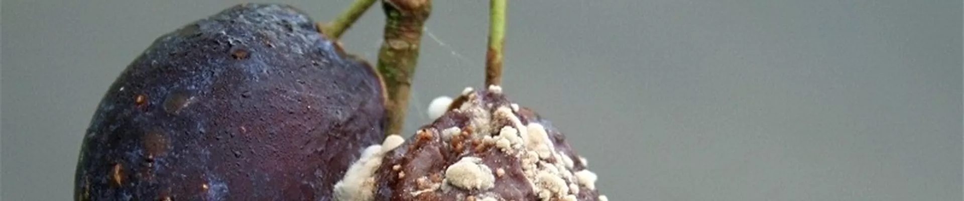 pflaumemonilia1-800x600.jpg pflaumemonilia1-800x600.jpg