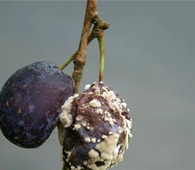 Fruchtfäulen an Pflaumen und Zwetschen Fruchtfäulen an Pflaumen und Zwetschen