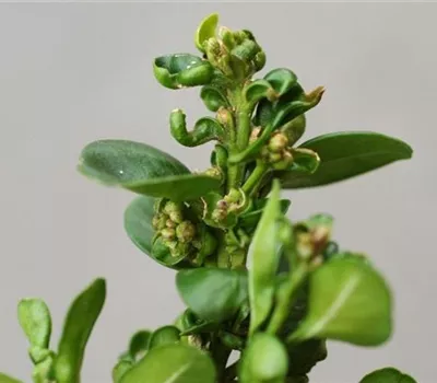 Gallmilben an Buchsbaum