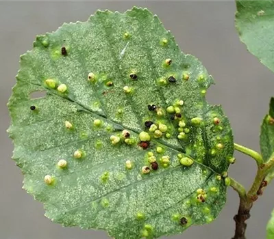 Gallmilben an Erlen